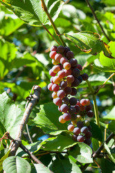 Similar image 1447379