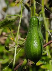 Similar image 1447383