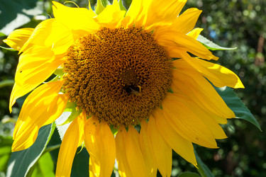 Similar image 1447384