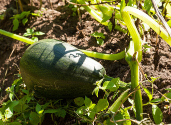 Similar image 1447386