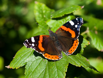 Similar image 1447389