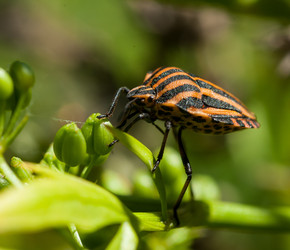 Similar image 1447402