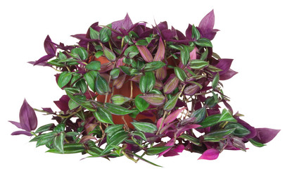 Similar image 1447783