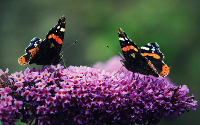 Similar image 1447880