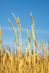 Similar image 1448241