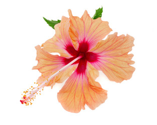 Similar image 1448421