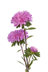 Similar image 1448511