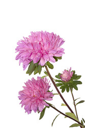 Similar image 1448512