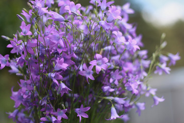 Similar image 1448924