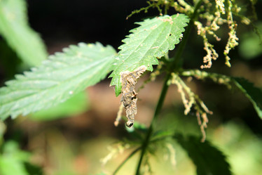 Similar image 1448987