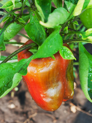 Similar image 1449844