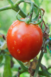 Similar image 1449845