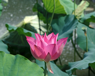 Similar image 1450135