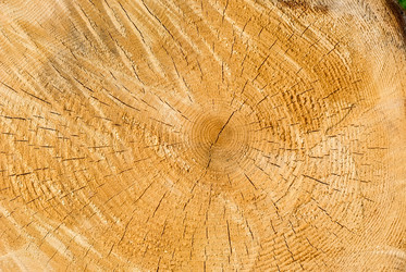 Similar image 1450196