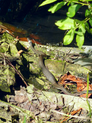 Similar image 1450221