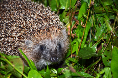 Similar image 1450524