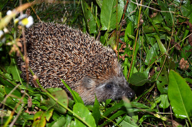 Similar image 1450525