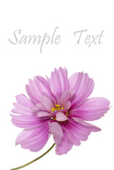 Similar image 1450545