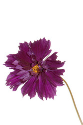 Similar image 1450607