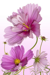 Similar image 1450609