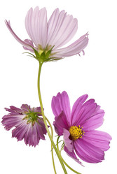 Similar image 1450610