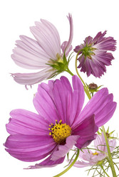 Similar image 1450621