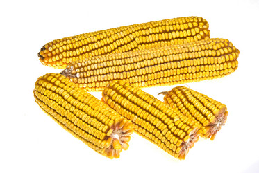 Similar image 1451453