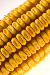 Similar image 1451456