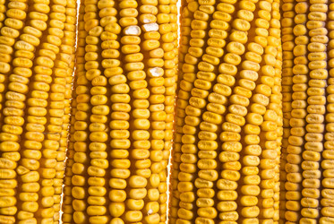 Similar image 1451721