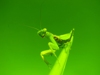 Similar image 1451819