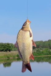 Similar image 1451988