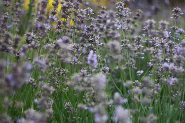 Similar image 1452003