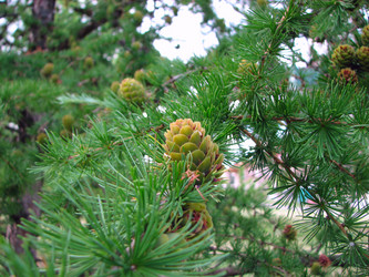 Similar image 1452033