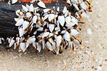 Similar image 1452100