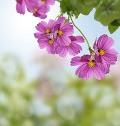 Similar image 1452265