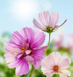 Similar image 1452503