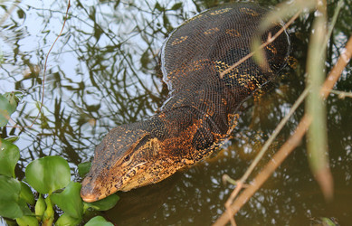 Similar image 1452517