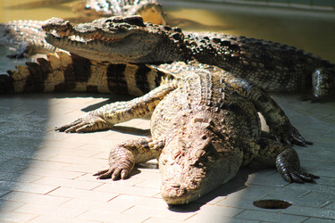 Similar image 1452521