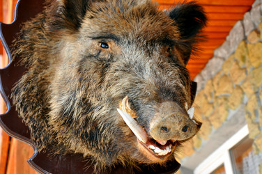 Similar image 1452582