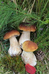 Similar image 1452767