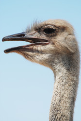 Similar image 1452888