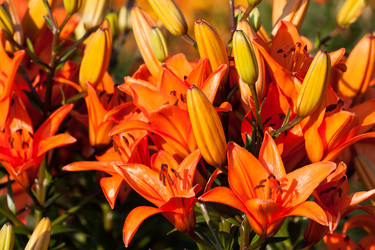 Similar image 1453115