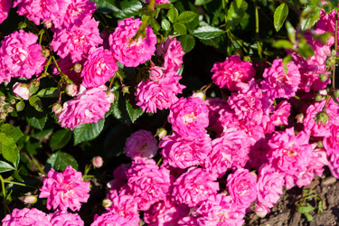 Similar image 1453117