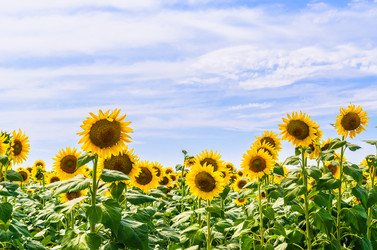 Similar image 1453184