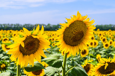 Similar image 1453203