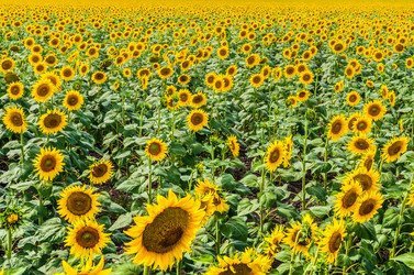 Similar image 1453221