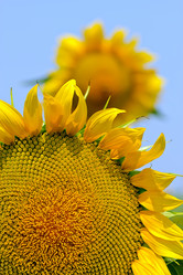 Similar image 1453294