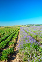 Similar image 1453297