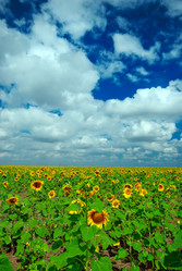 Similar image 1453298