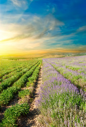 Similar image 1453299